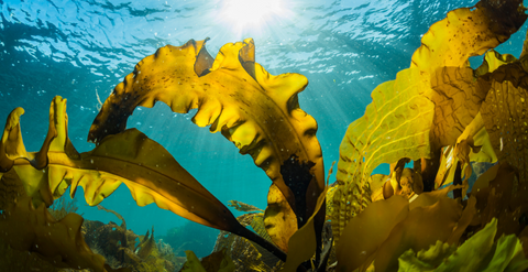 The Powerful Benefits of Kelp During Menopause