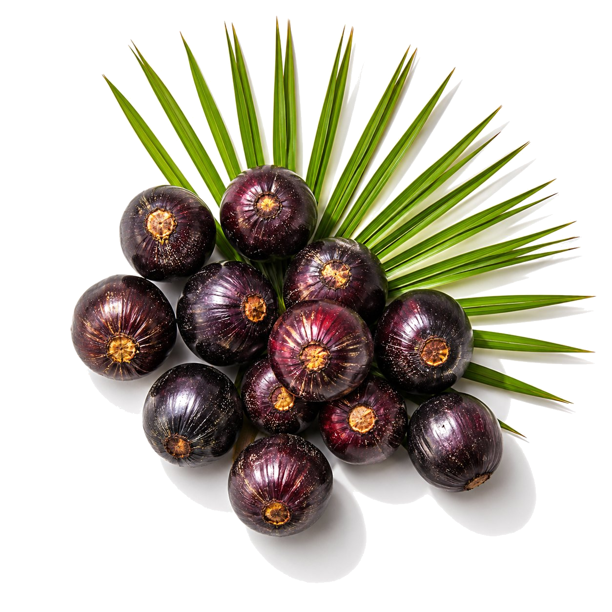 Saw Palmetto